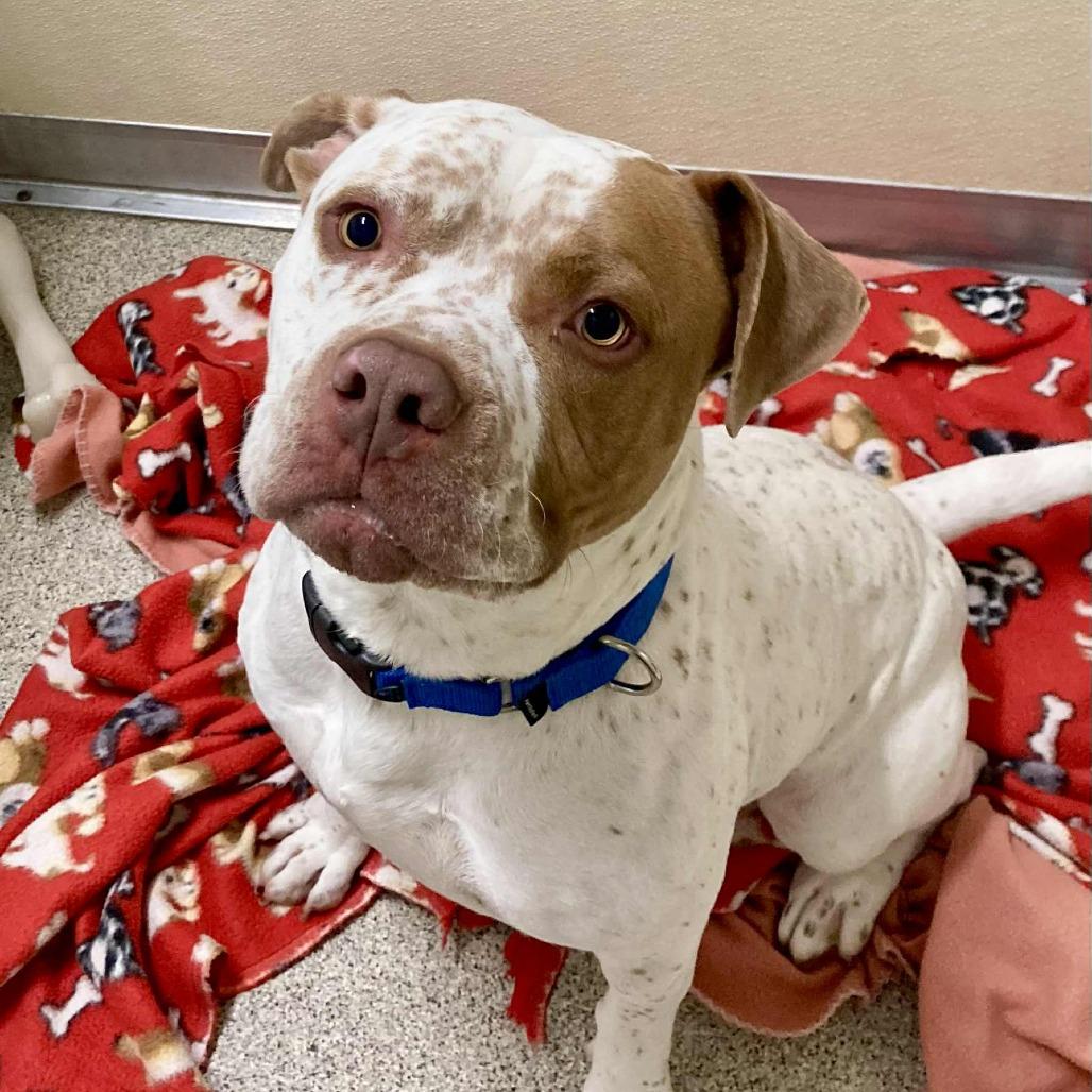 Enlarge Sonny, a Adoptable Mixed Breed in Ballston Spa, NY image 2/5