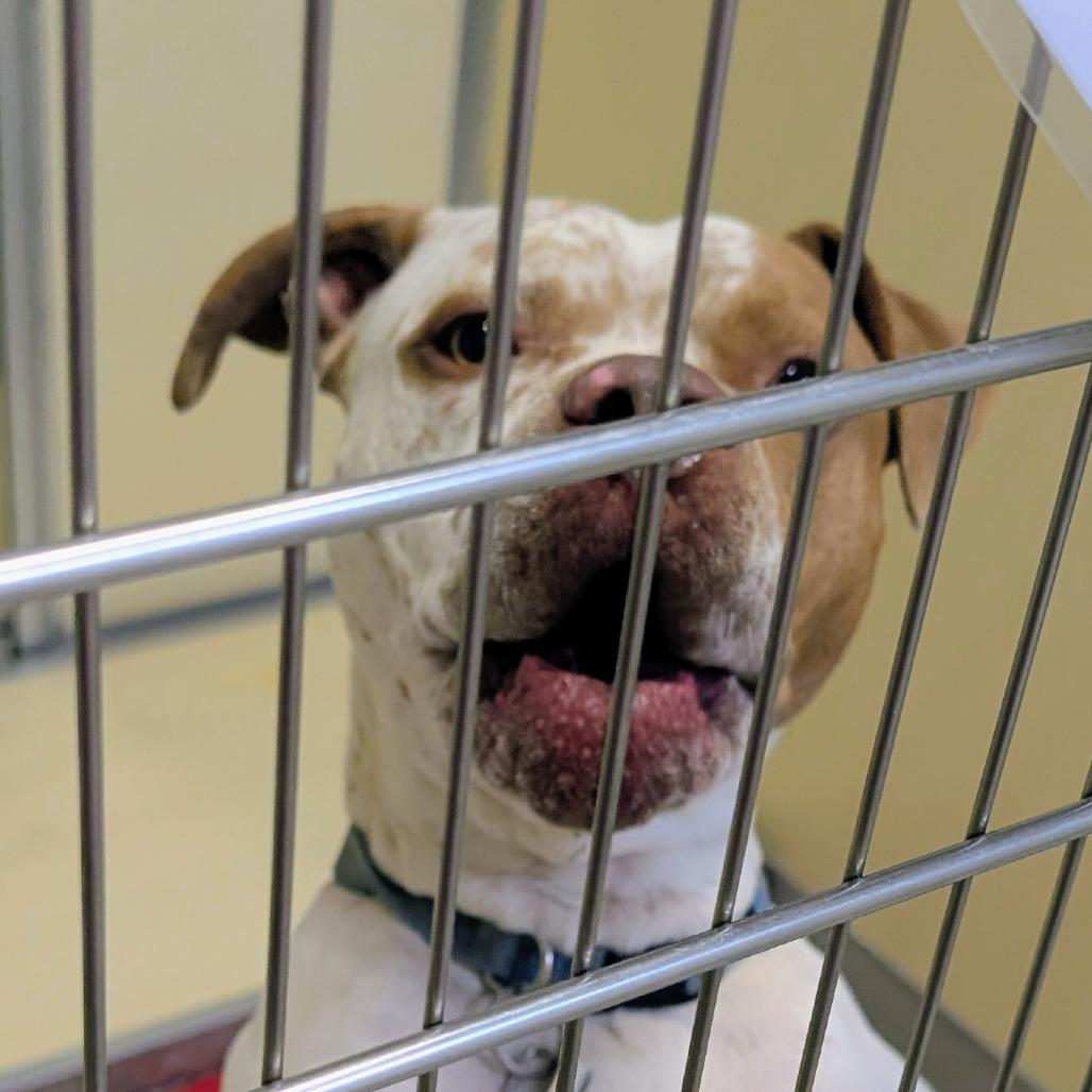 Enlarge Sonny, a Adoptable Mixed Breed in Ballston Spa, NY image 3/5