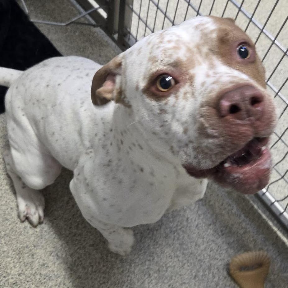 Enlarge Sonny, a Adoptable Mixed Breed in Ballston Spa, NY image 4/5