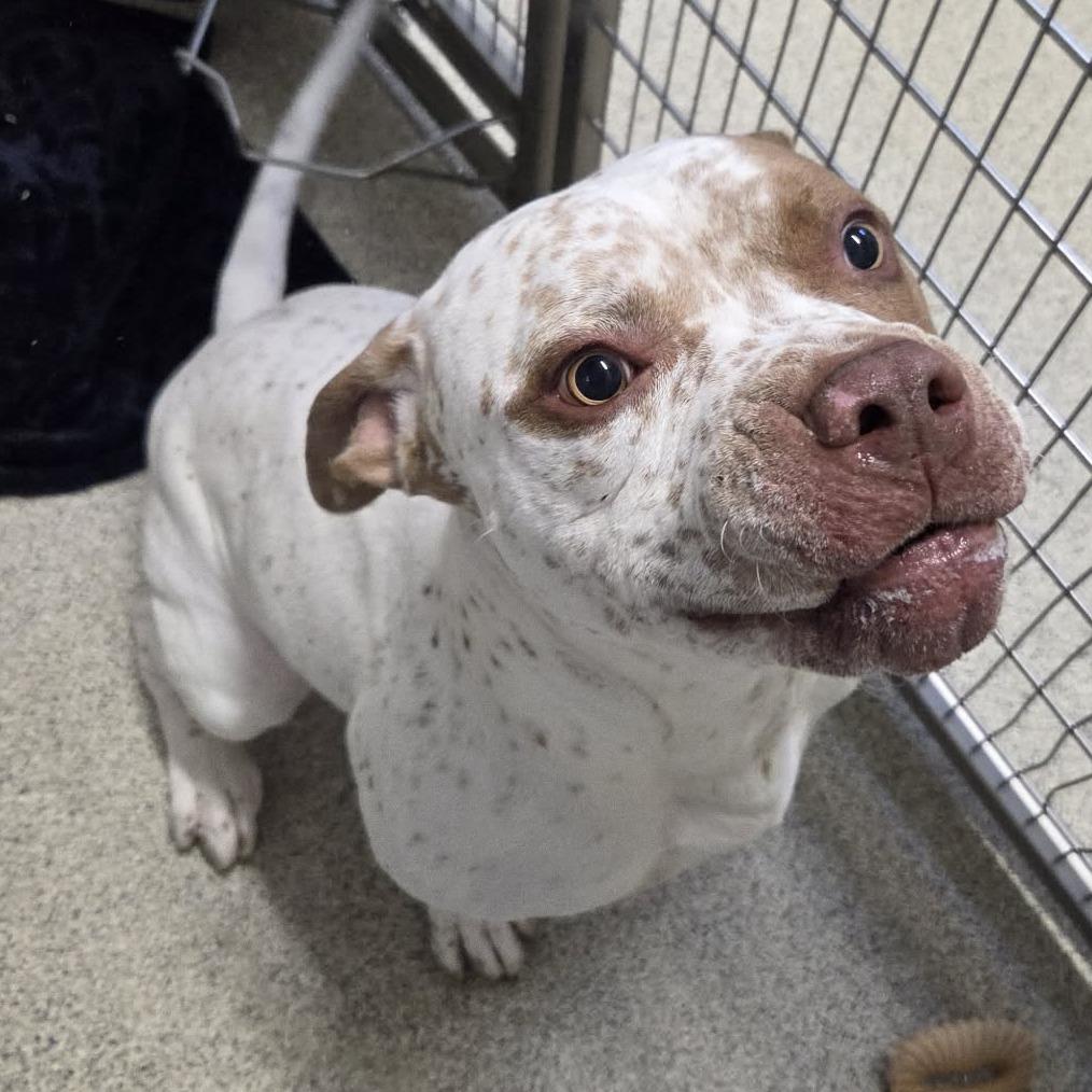 Enlarge Sonny, a Adoptable Mixed Breed in Ballston Spa, NY image 5/5