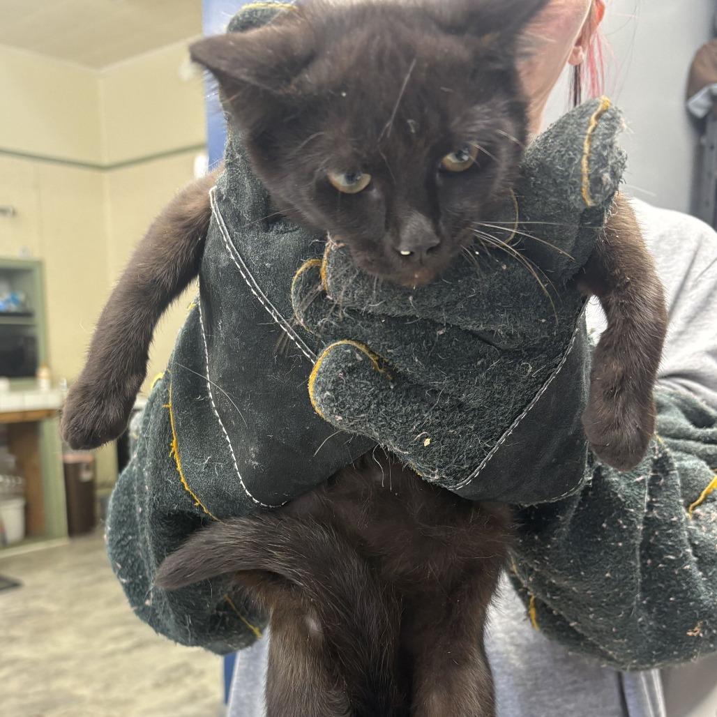 Enlarge Salem, a Adoptable Domestic Short Hair in Oak Hill, WV image 1/1