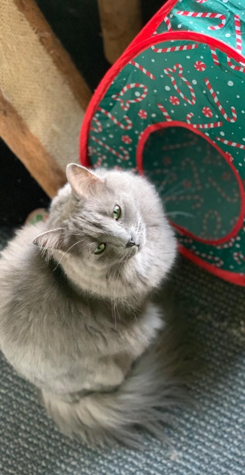 Mr. Wilson thumbnail 4