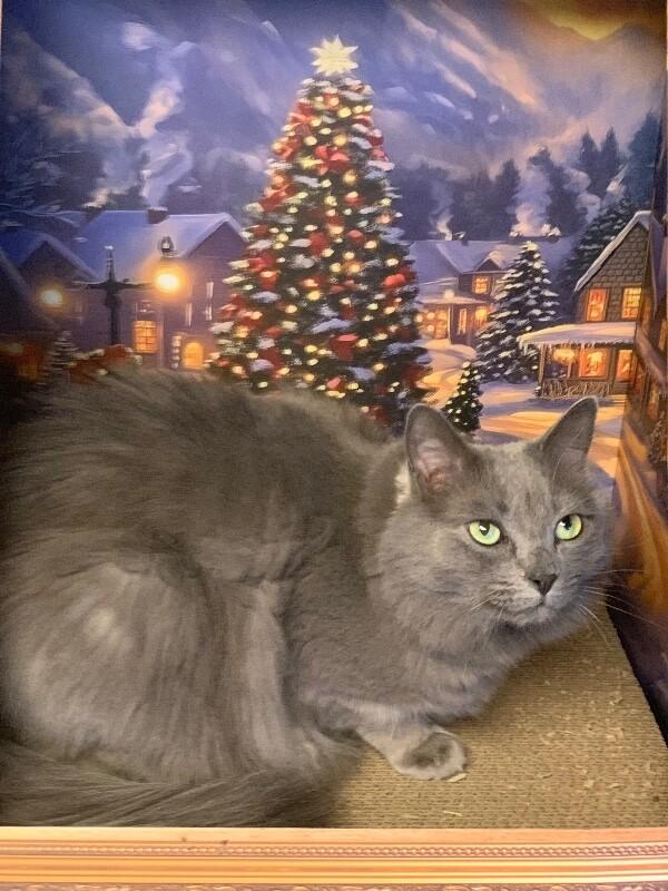 Mr. Wilson thumbnail 6