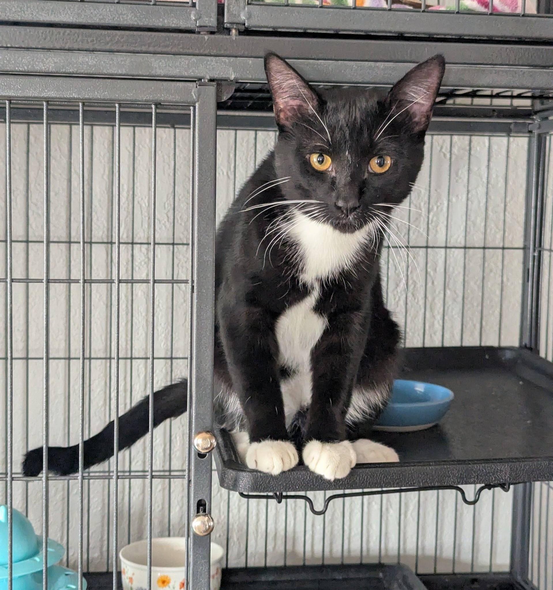 Edward, a ADOPTABLE Domestic Short Hair in Little Falls, MN image 1/3