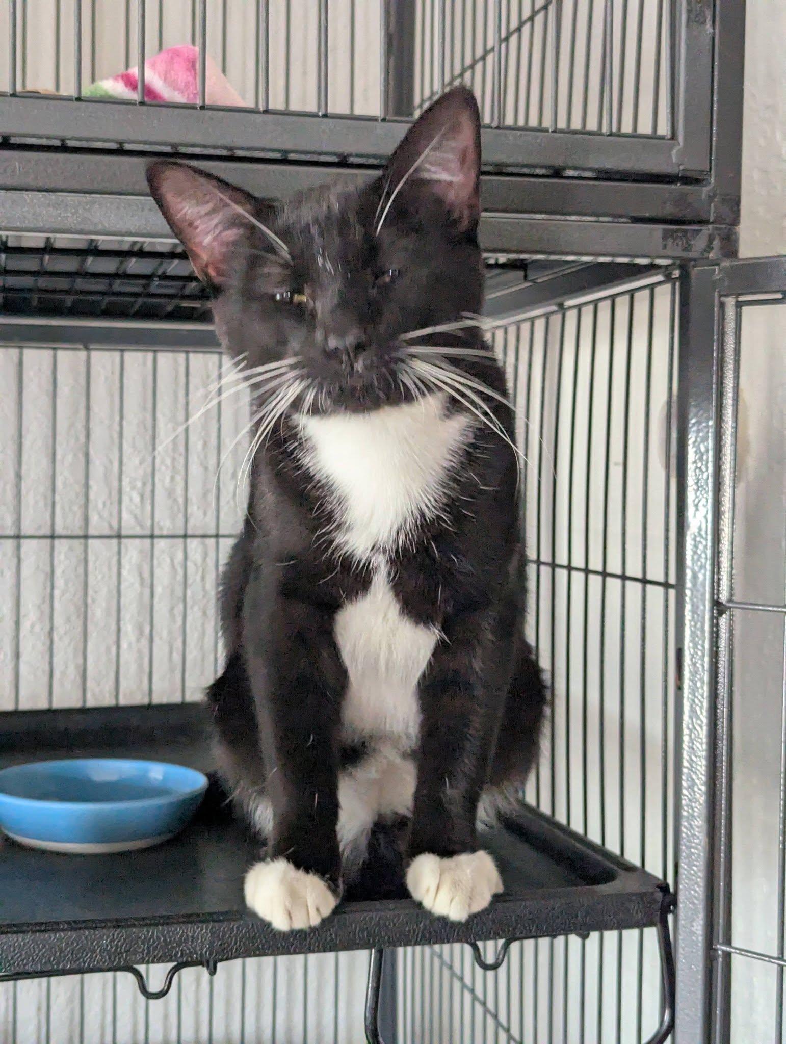 Edward, a ADOPTABLE Domestic Short Hair in Little Falls, MN image 3/3