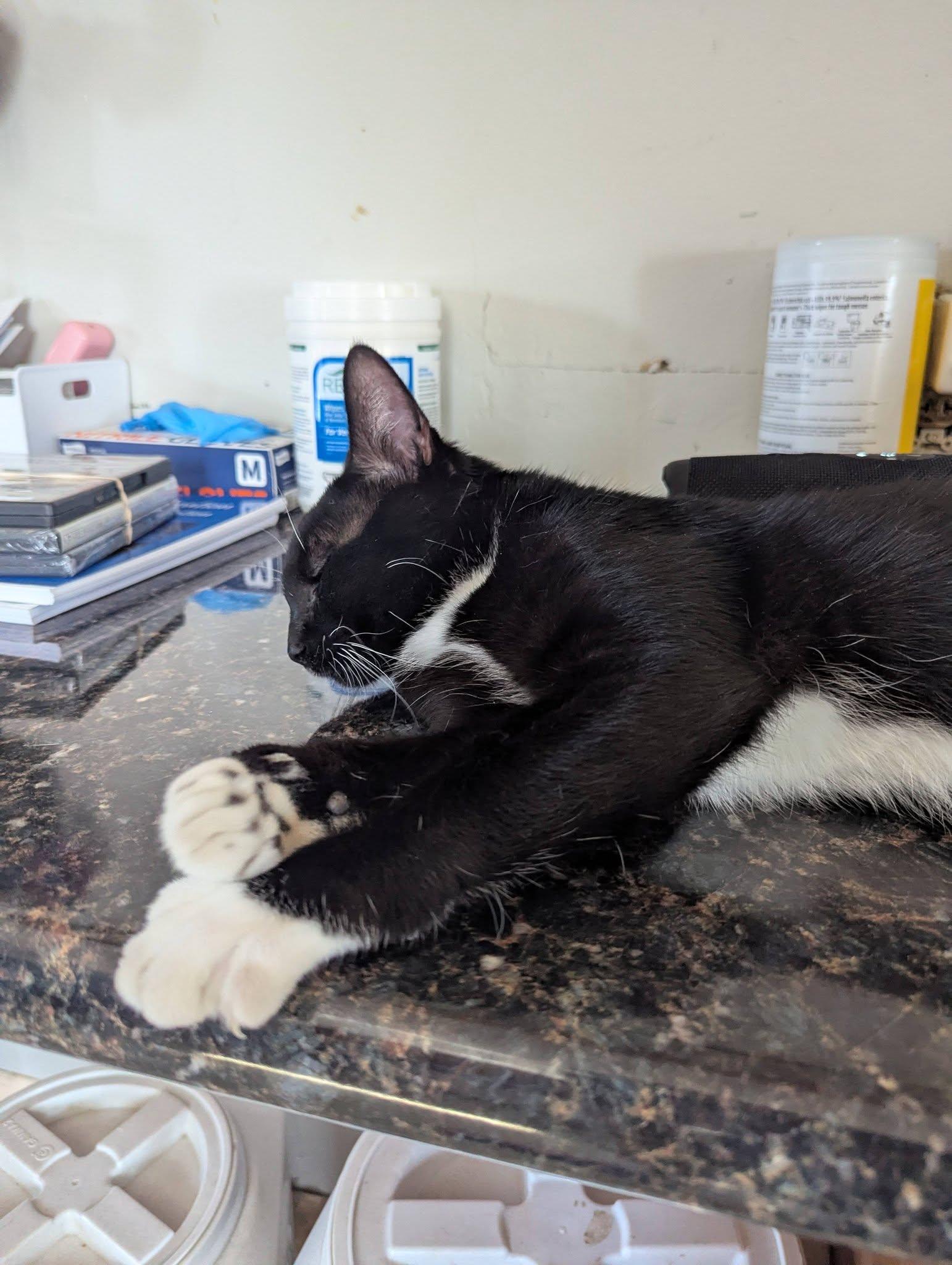 Edward, a ADOPTABLE Domestic Short Hair in Little Falls, MN image 2/3