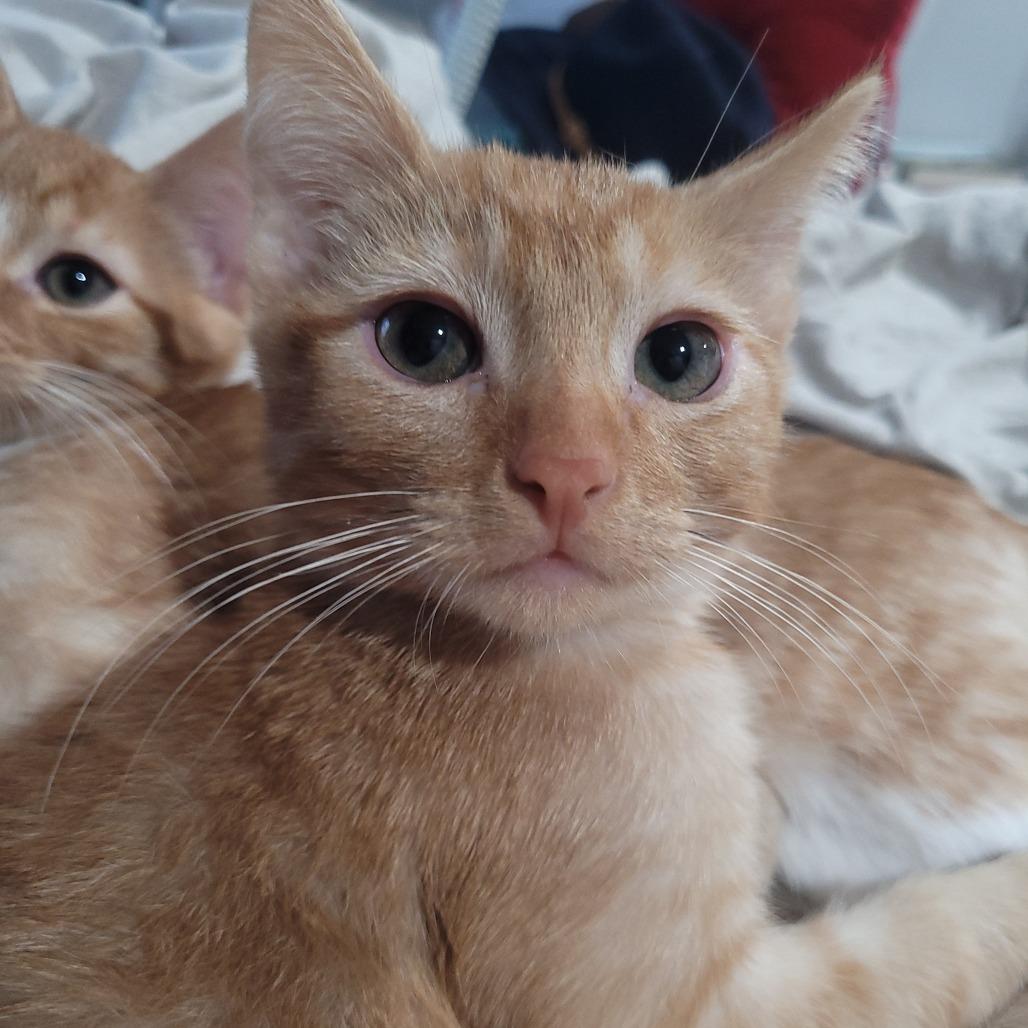 Billy Pace — thumbnail 3