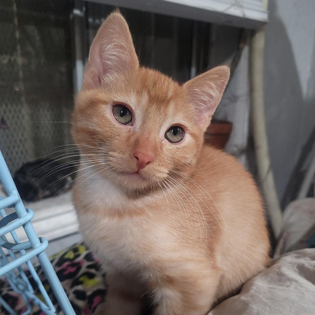 Billy Pace — thumbnail 4