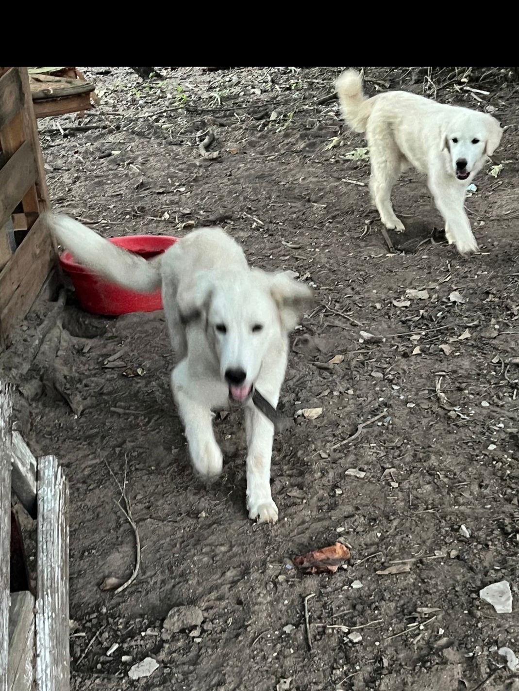 Canelo, Adoptable, Puppy Male Great Pyrenees.
