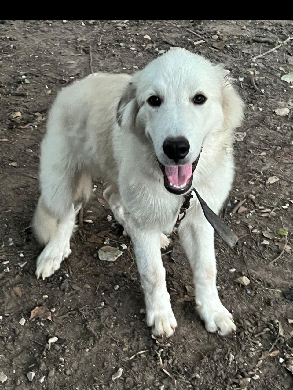 Enlarge Canelo, a Adoptable Great Pyrenees in Houston, TX image 2/3