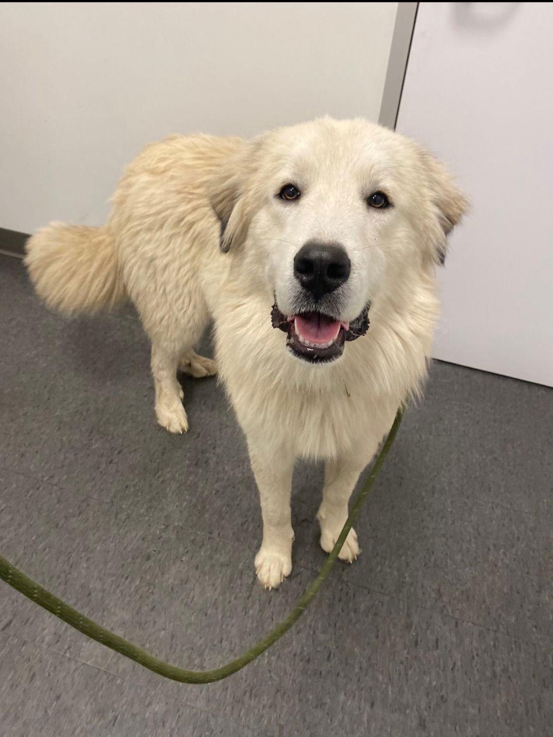 Enlarge Canelo, a Adoptable Great Pyrenees in Houston, TX image 3/3