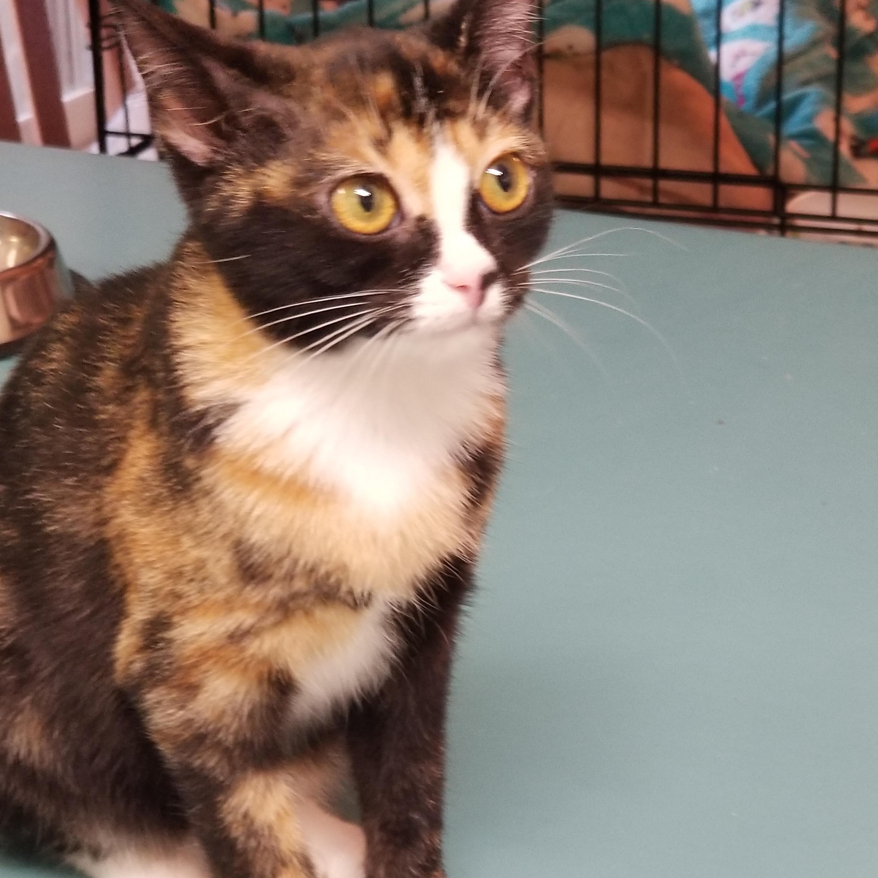 Bandit, Adoptable, Young Female Calico.