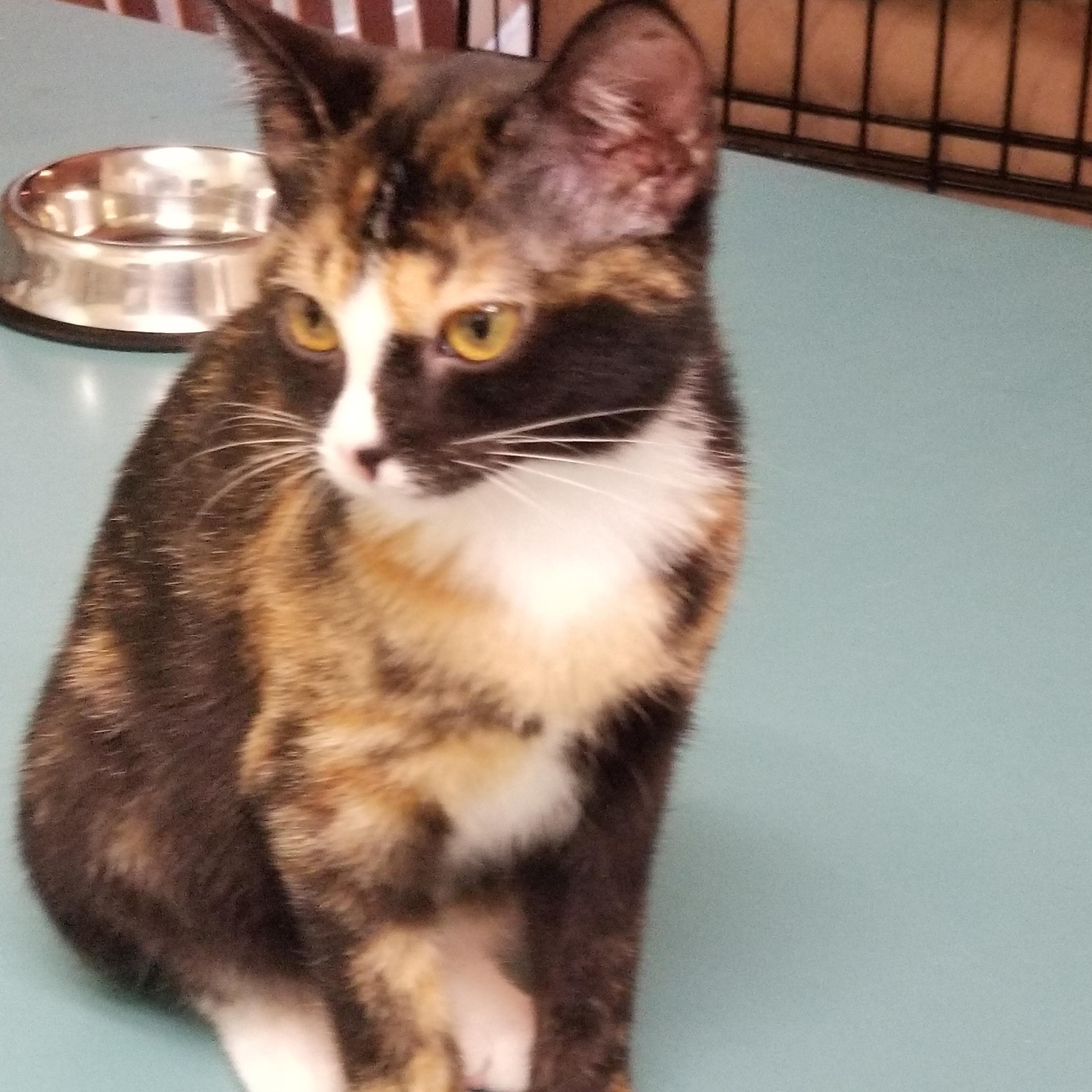 Enlarge Bandit, a Adoptable Calico in Anderson, SC image 2/3