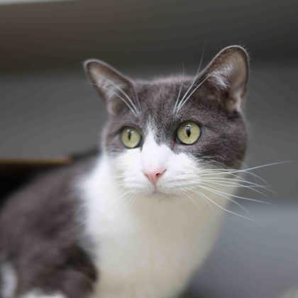 Enlarge Bell, a Adoptable mixed breed in Atlanta, GA image 1/2