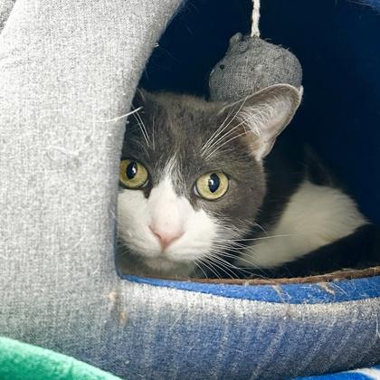 Enlarge Bell, a Adoptable mixed breed in Atlanta, GA image 2/2