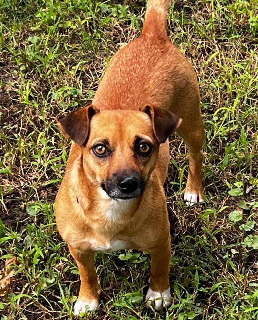 Enlarge Hannah, a Adopted mixed breed in Indianola, IA image 1/2