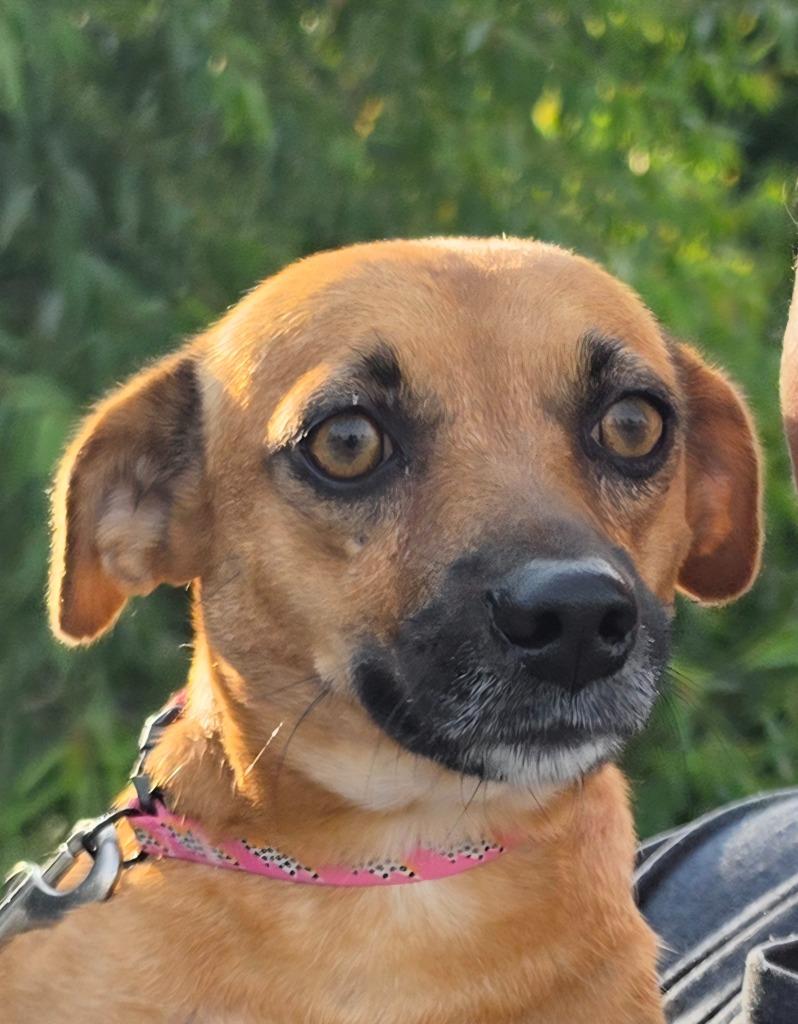 Enlarge Hannah, a Adopted mixed breed in Indianola, IA image 2/2