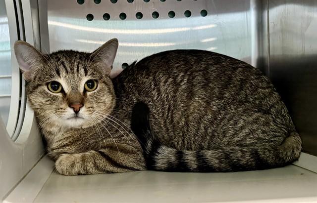 Enlarge BOBCAT, a Adoptable Domestic Short Hair in Kalamazoo, MI image 1/1