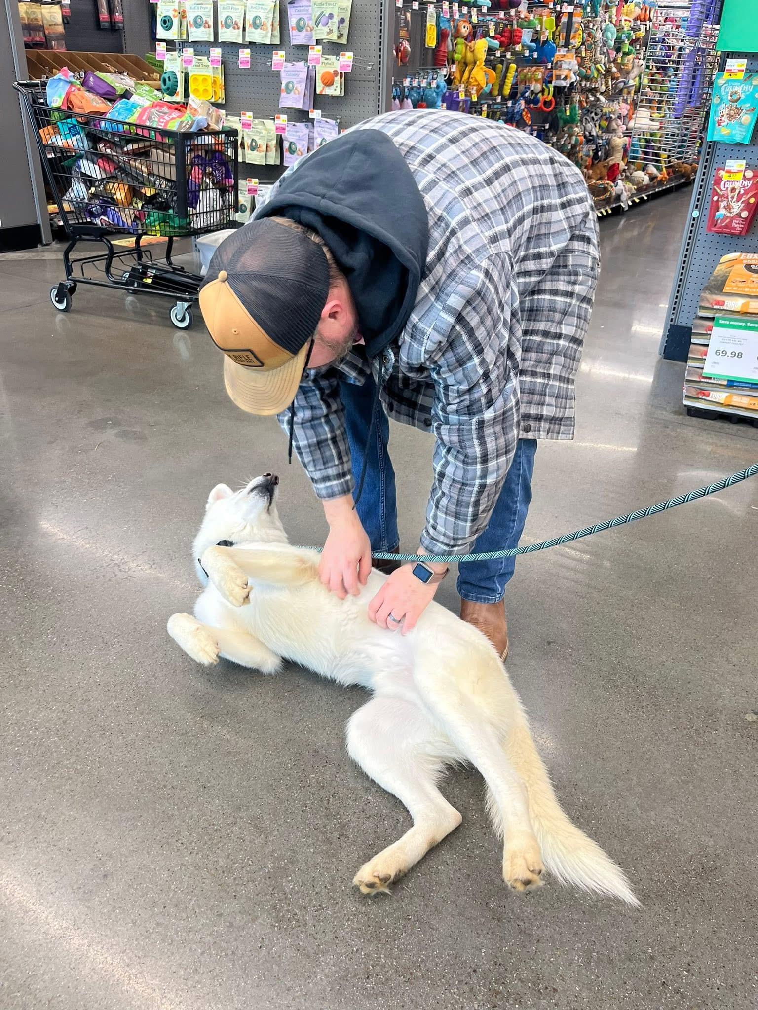 Napoleon , a ADOPTABLE Husky in Midlothian, TX image 3/4