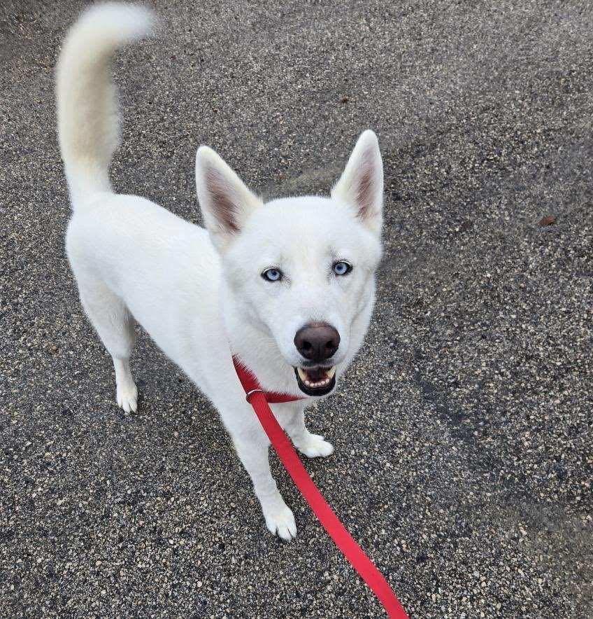 Napoleon , a ADOPTABLE Husky in Midlothian, TX image 2/4
