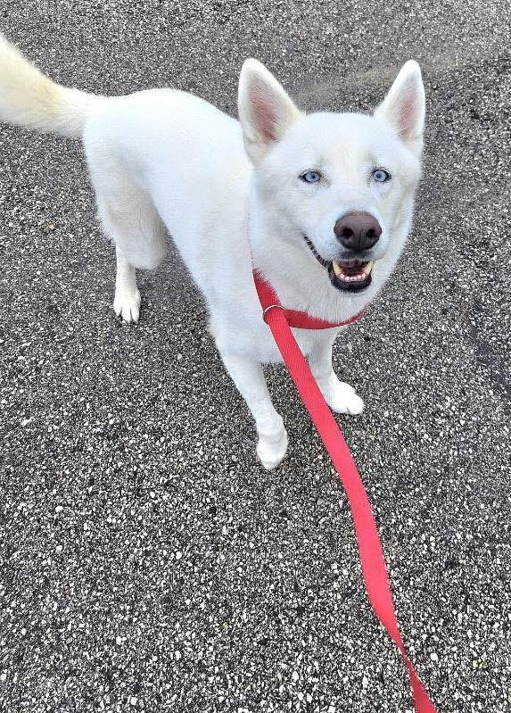 Napoleon , ADOPTABLE, Young Male Husky.