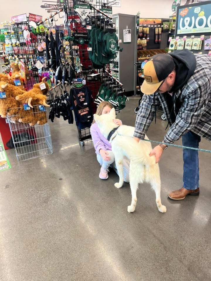 Napoleon , a ADOPTABLE Husky in Midlothian, TX image 4/4