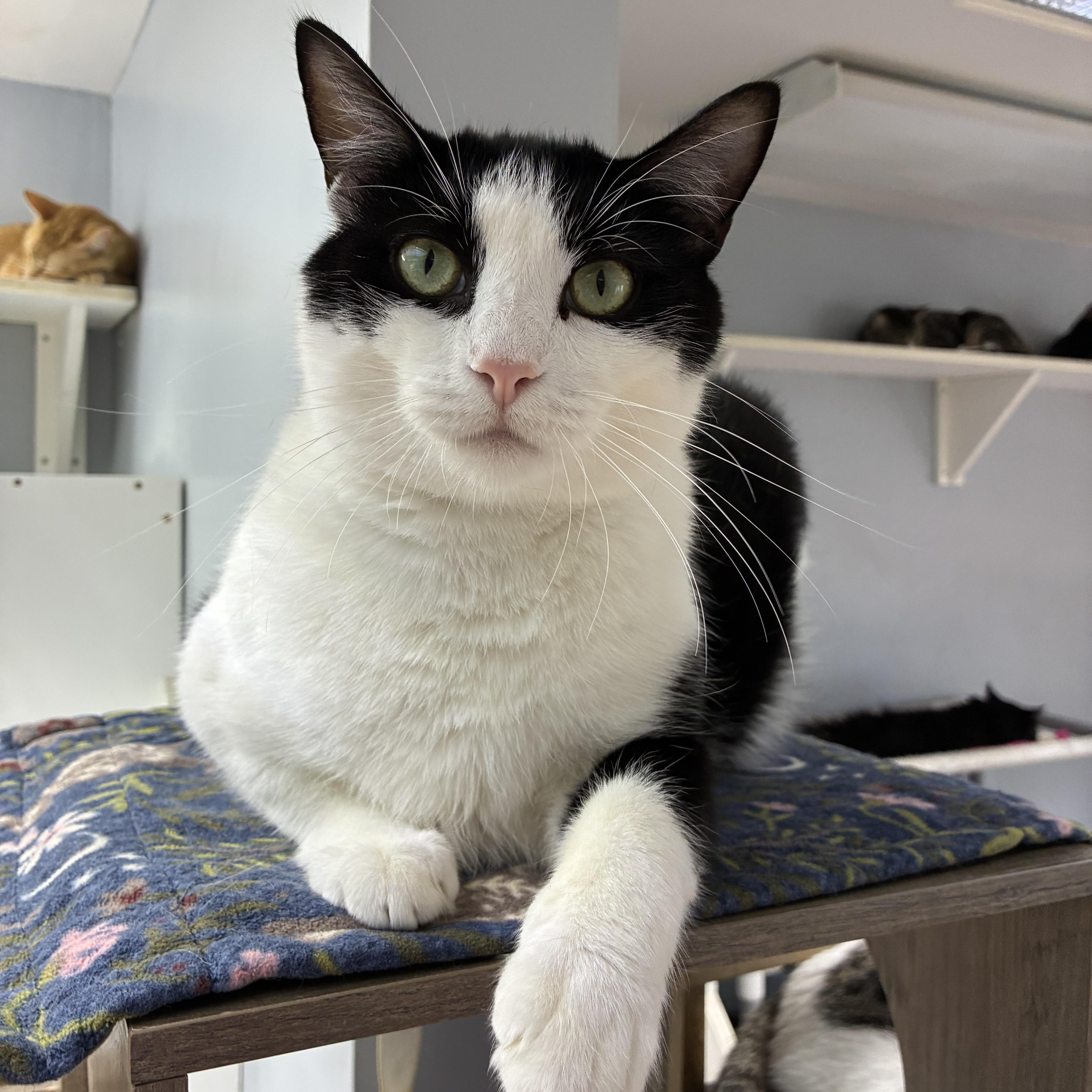 Enlarge Spike, a Adoptable Domestic Short Hair in Breinigsville, PA image 3/3