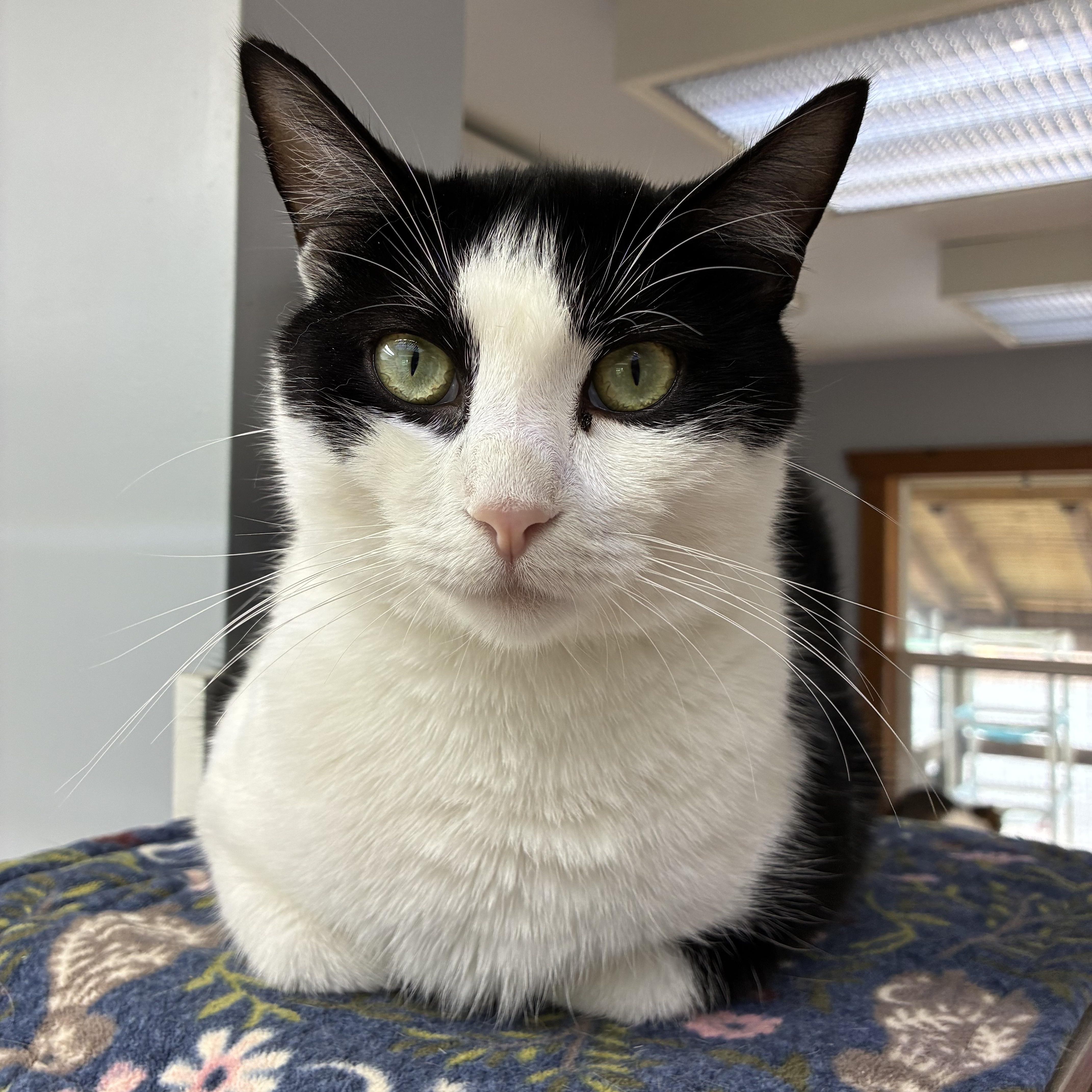 Enlarge Spike, a Adoptable Domestic Short Hair in Breinigsville, PA image 1/3