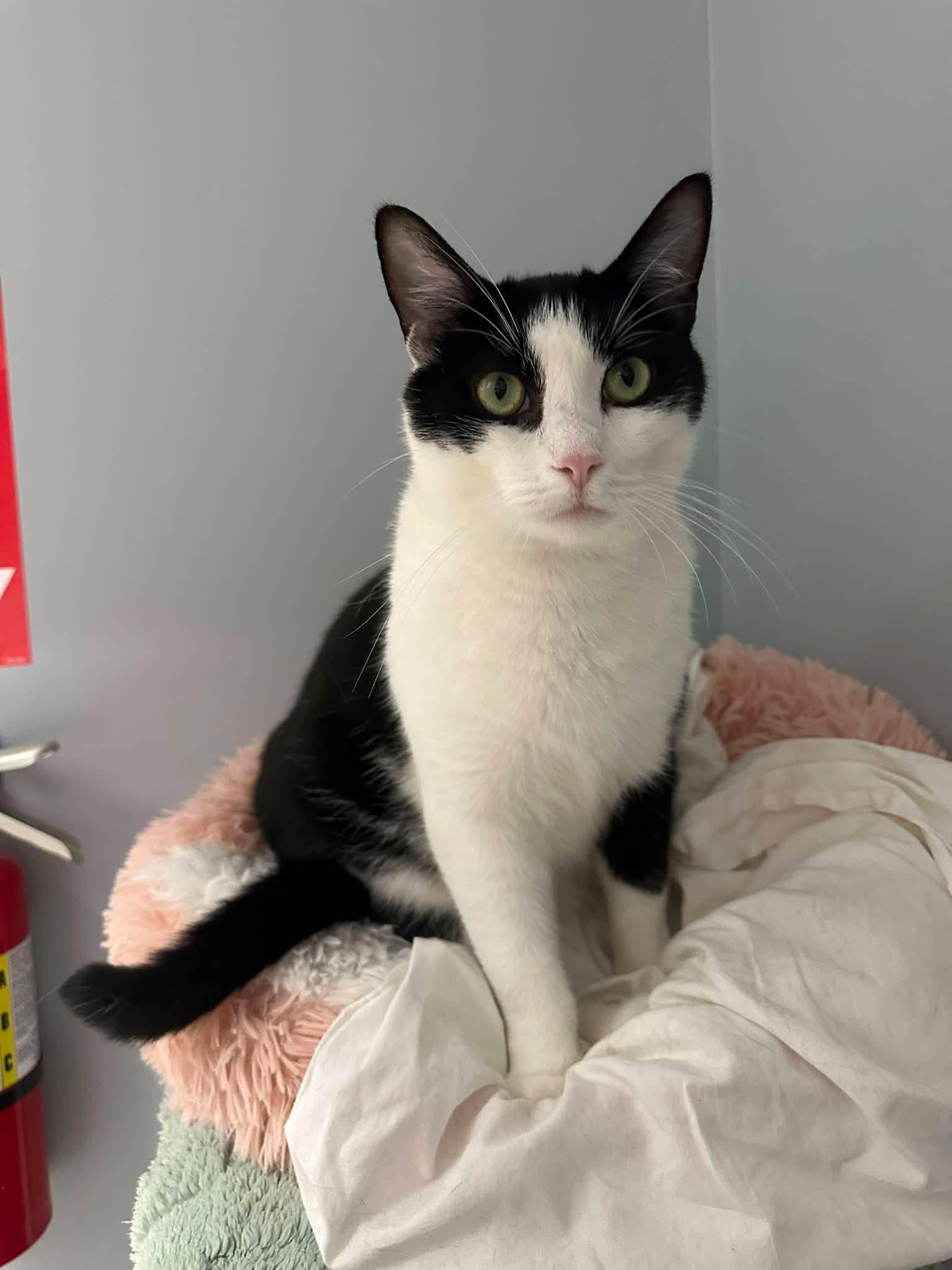 Enlarge Spike, a Adoptable Domestic Short Hair in Breinigsville, PA image 2/3