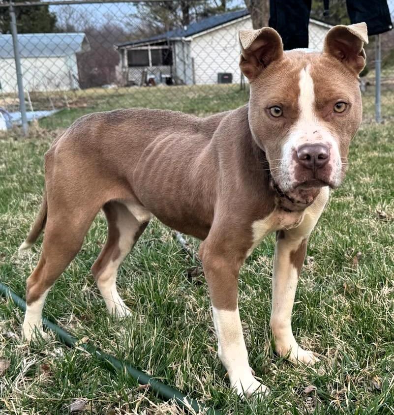 Enlarge Samson, a ADOPTABLE American Staffordshire Terrier in Frederick, MD image 3/4