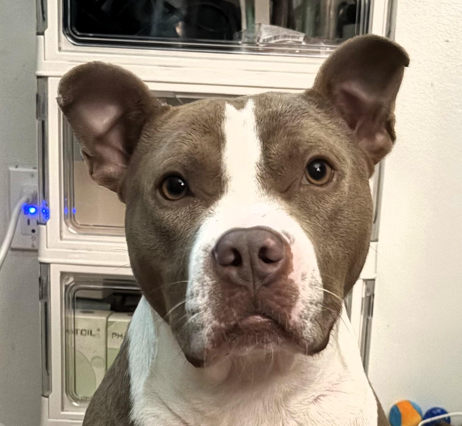Enlarge Sampson, a Adoptable American Staffordshire Terrier in Frederick, MD image 1/6