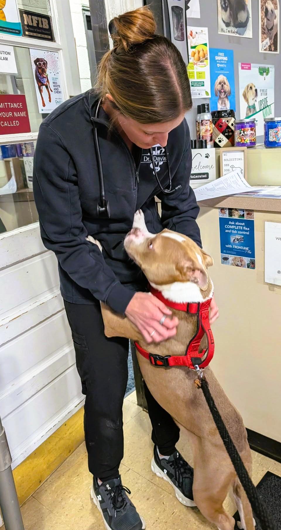 Enlarge Samson, a ADOPTABLE American Staffordshire Terrier in Frederick, MD image 2/4