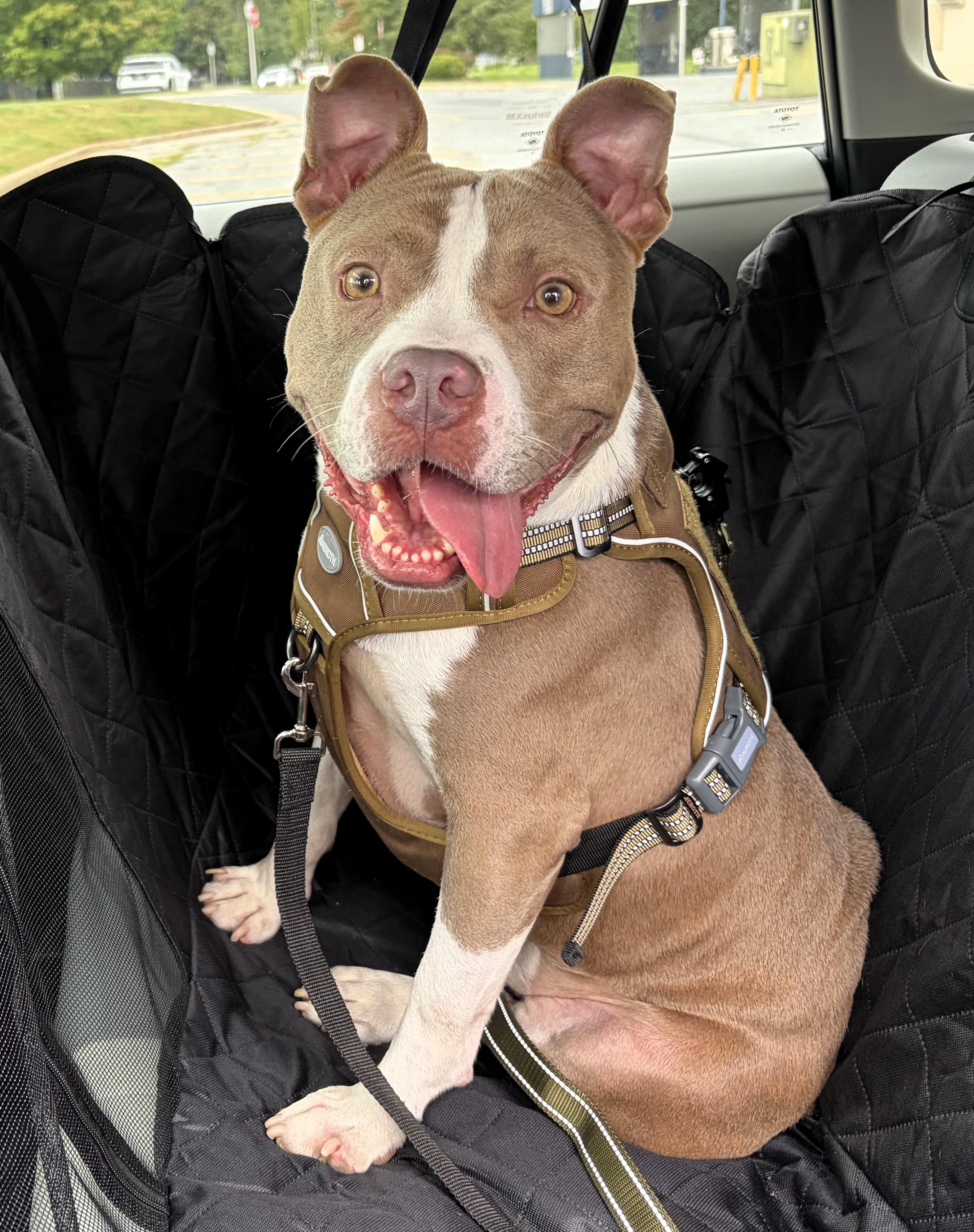 Enlarge Sampson, a Adoptable American Staffordshire Terrier in Frederick, MD image 2/6
