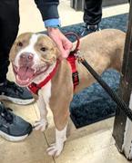 Enlarge Samson, a ADOPTABLE American Staffordshire Terrier in Frederick, MD image 4/4