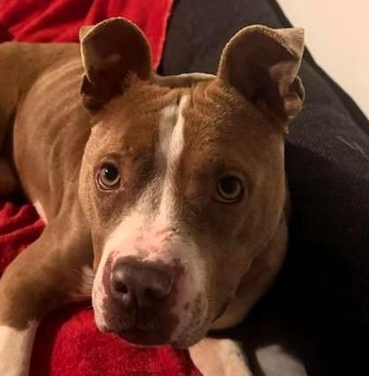 Samson, ADOPTABLE, Young Male American Staffordshire Terrier.