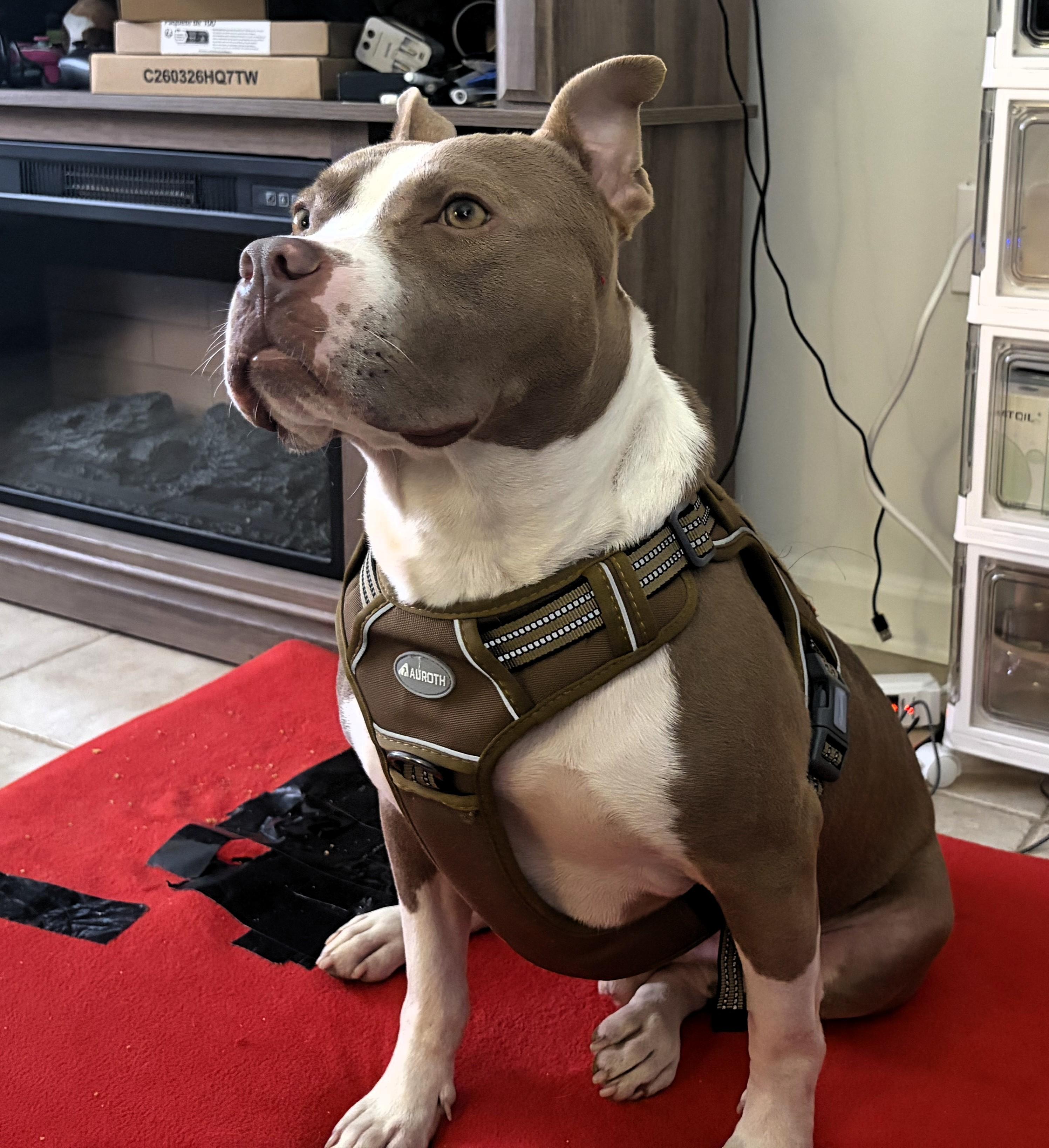 Enlarge Sampson, a Adoptable American Staffordshire Terrier in Frederick, MD image 6/6
