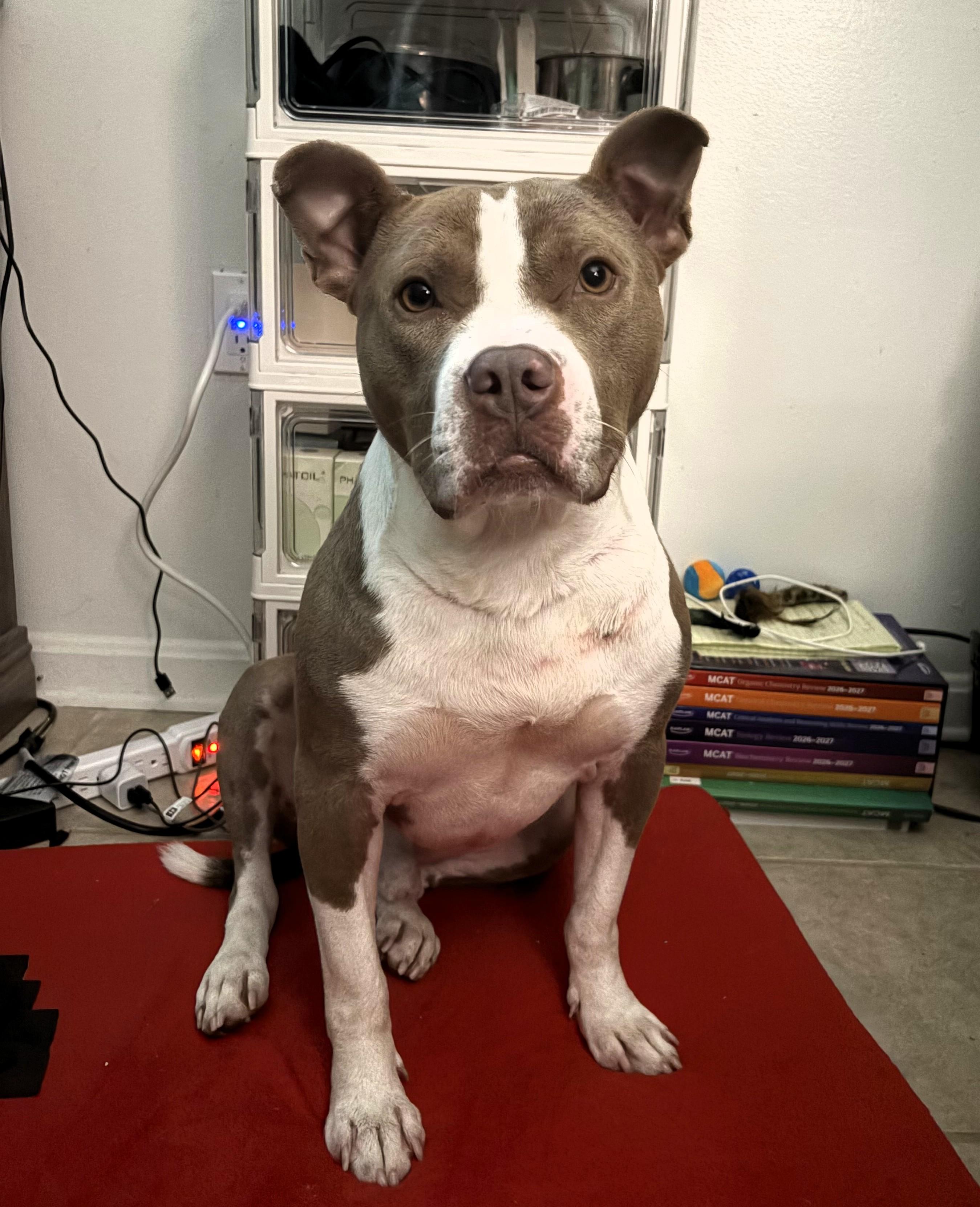 Enlarge Sampson, a Adoptable American Staffordshire Terrier in Frederick, MD image 3/6