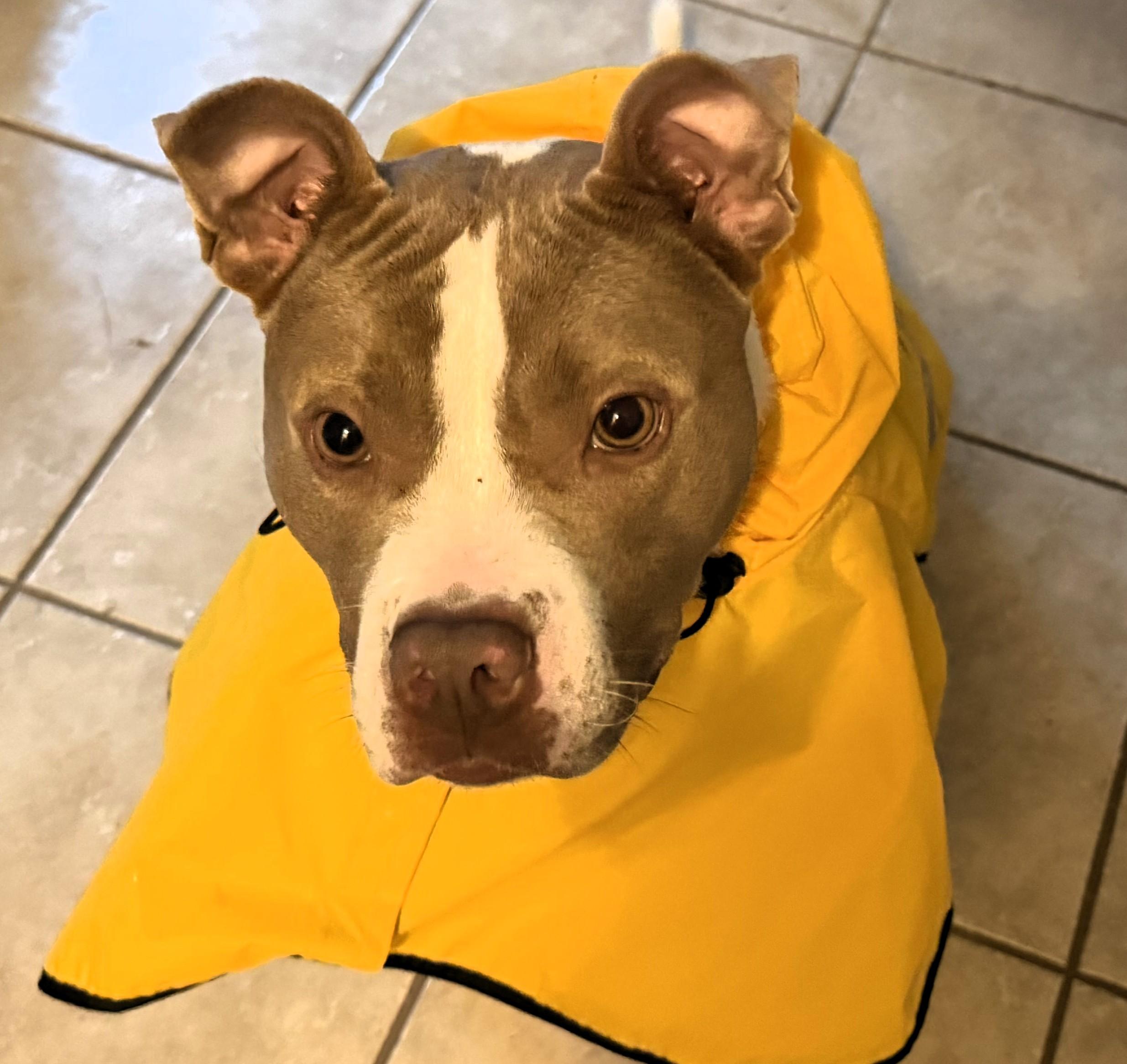 Enlarge Sampson, a Adoptable American Staffordshire Terrier in Frederick, MD image 4/6
