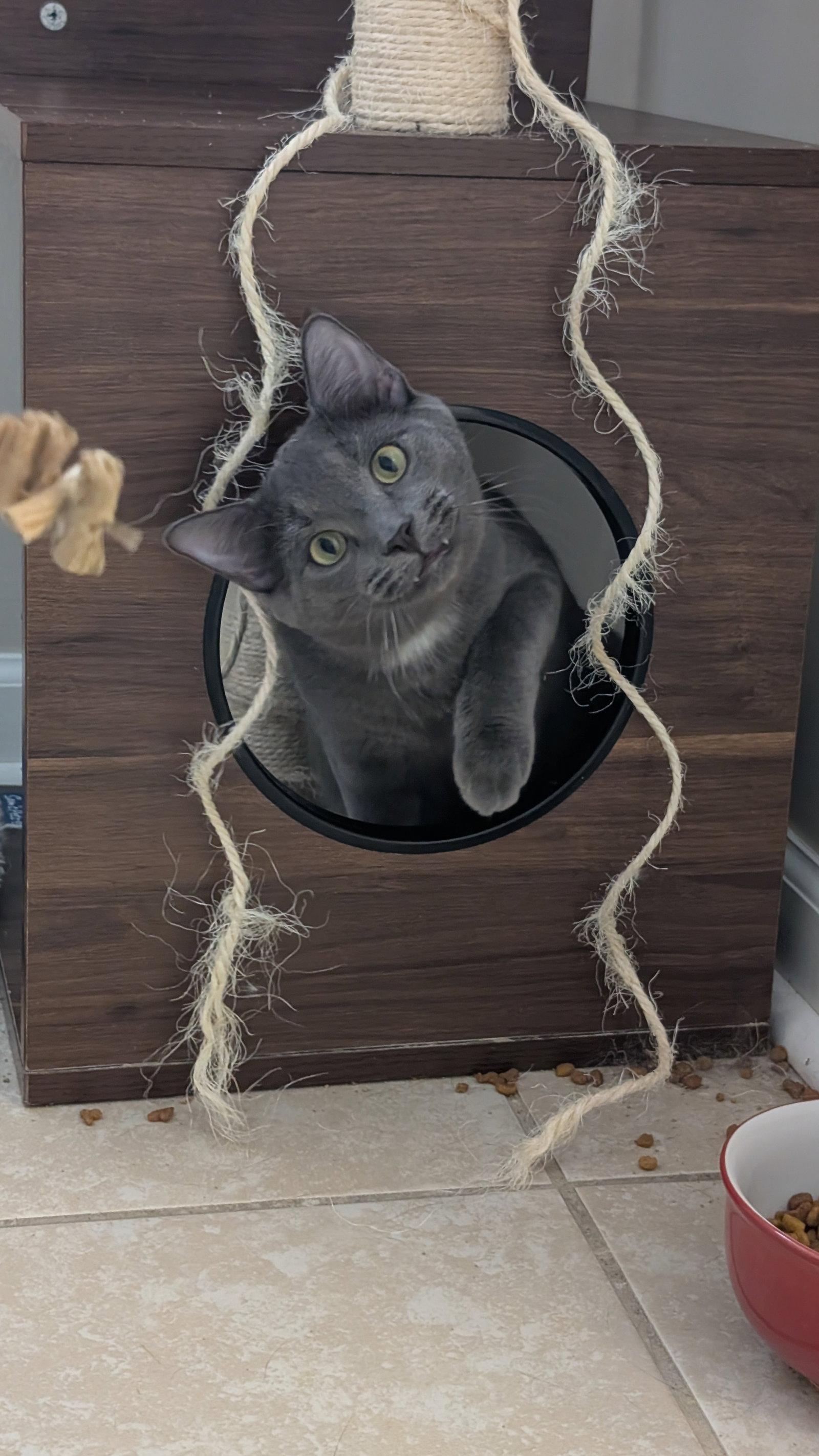 Joey, Adoptable, Adult Male Russian Blue & Domestic Short Hair.