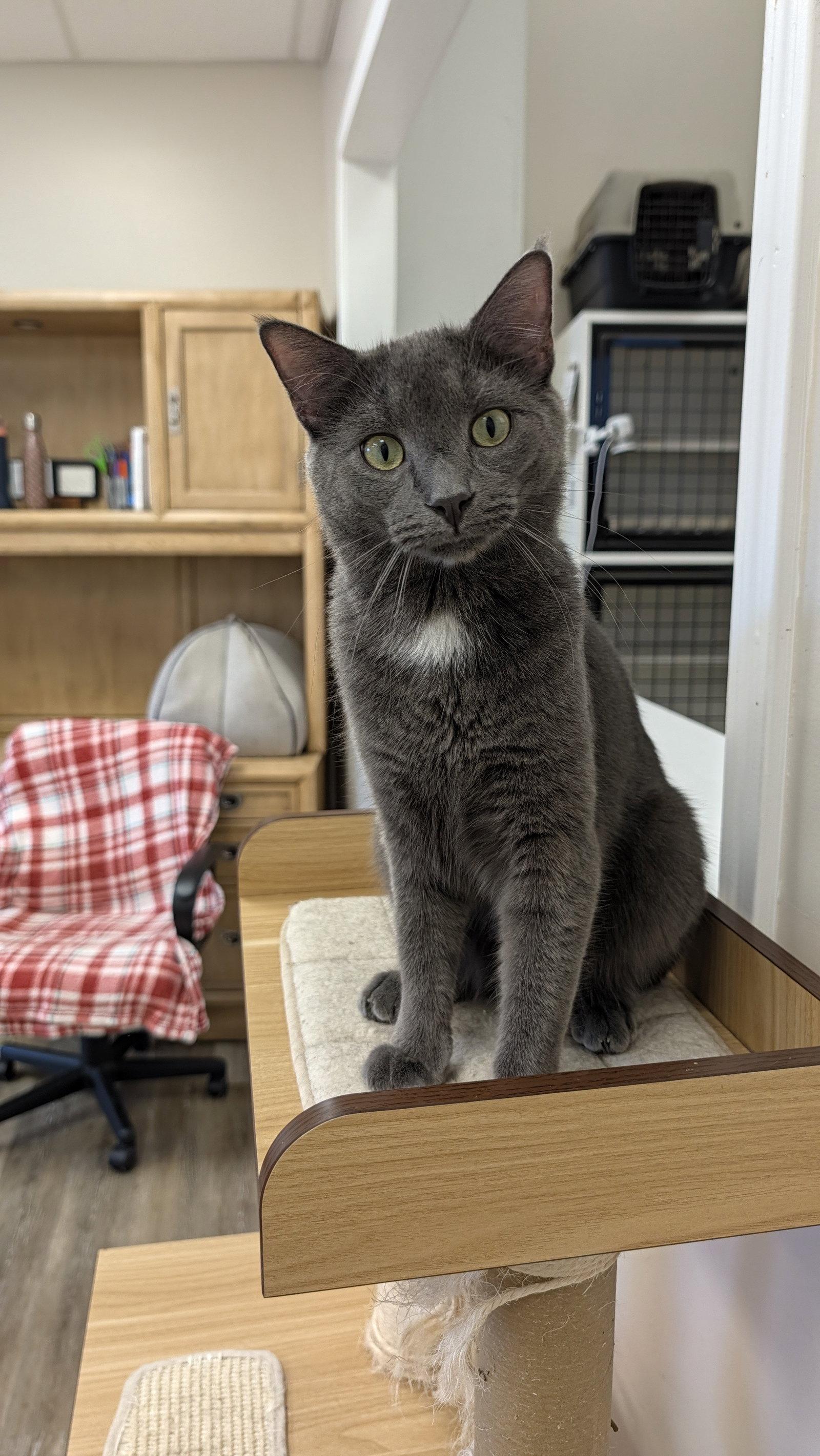 Enlarge Joey, a Adoptable mixed breed in Columbus, OH image 3/3
