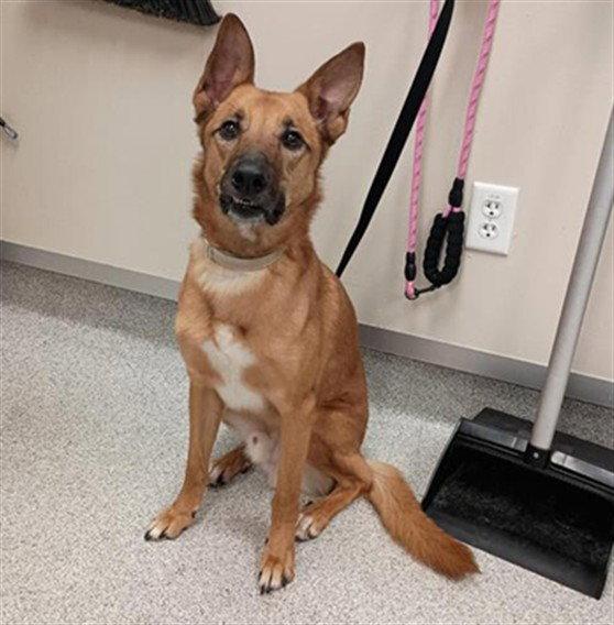 Zeus, Adoptable, Adult Male Belgian Shepherd / Malinois.