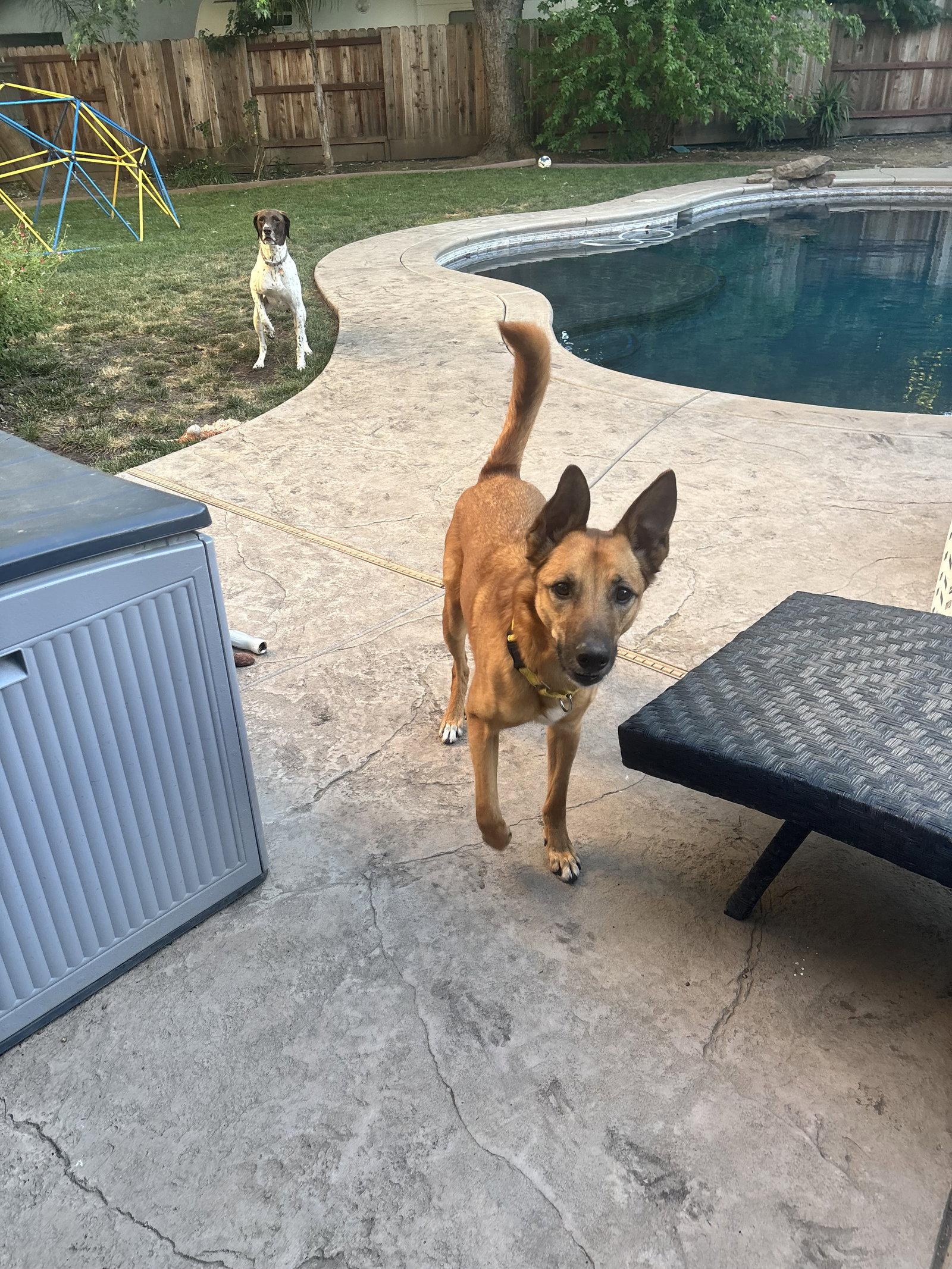 Zeus, a Adoptable Belgian Shepherd / Malinois in Elk Grove, CA image 2/3