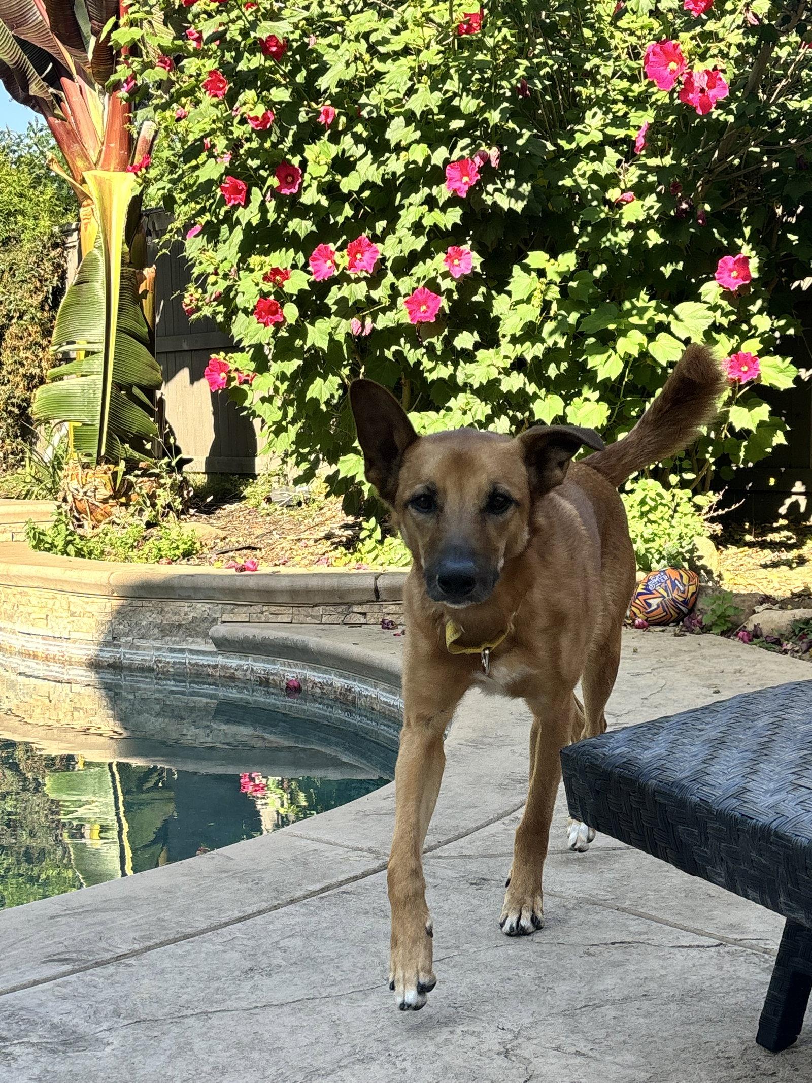 Zeus, a Adoptable Belgian Shepherd / Malinois in Elk Grove, CA image 3/3