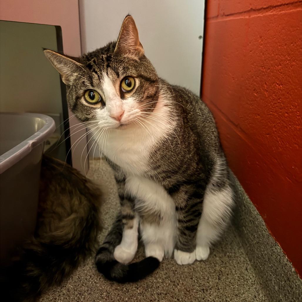 Frank, Adoptable, Adult Male Domestic Short Hair.