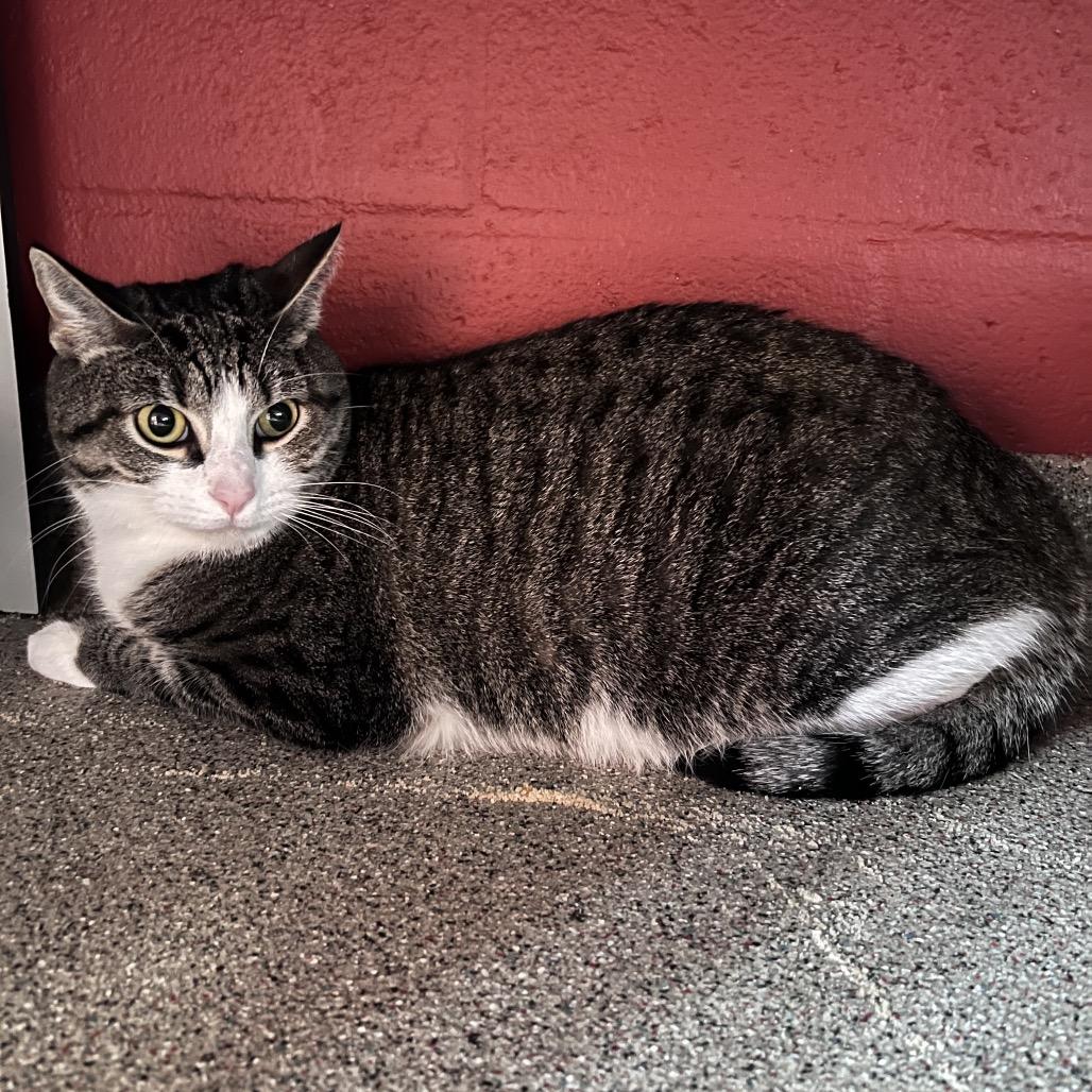 Frank, Adoptable, Adult Male Domestic Short Hair.