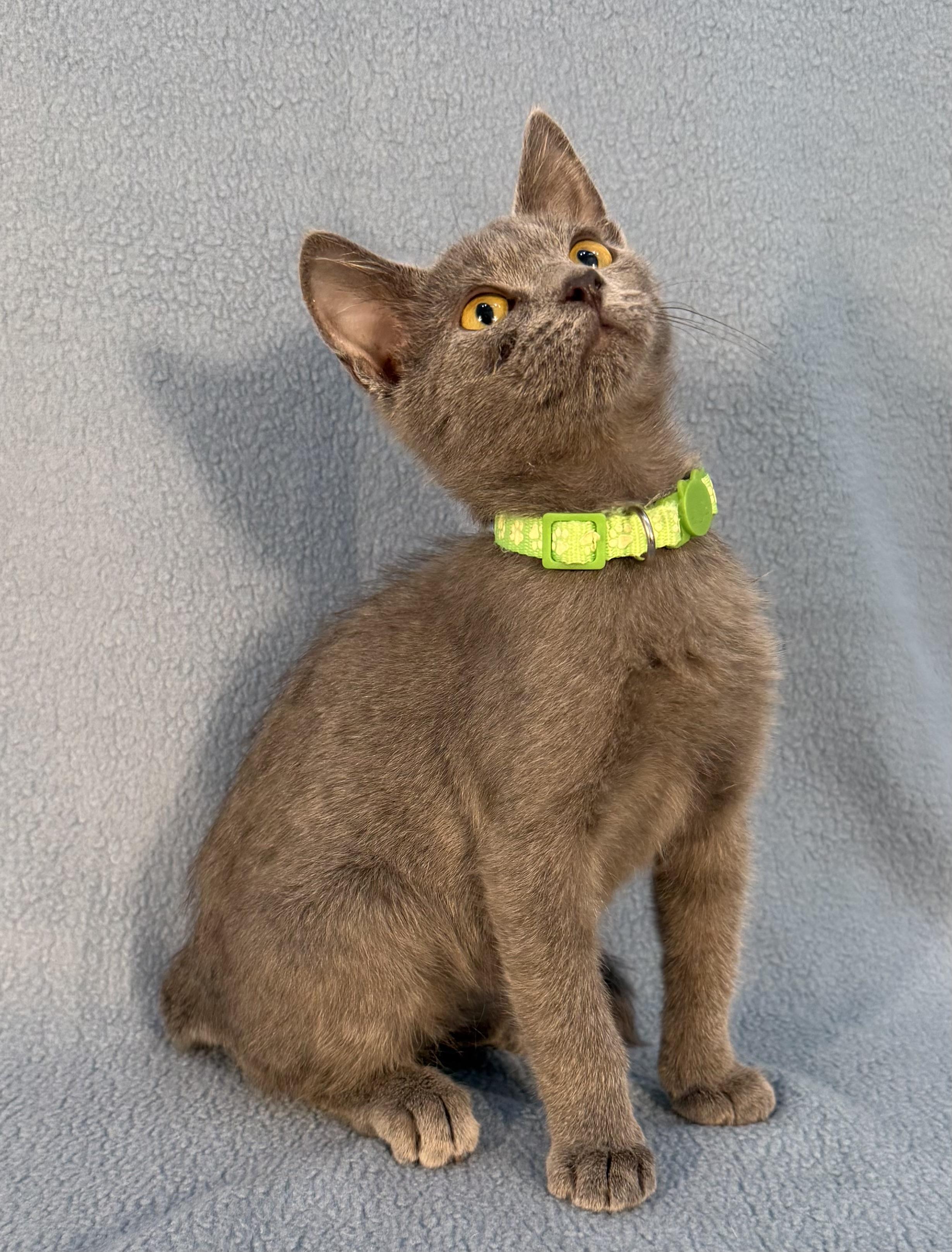 Enlarge Sherlock, a ADOPTABLE Domestic Medium Hair in Minneapolis, MN image 3/3
