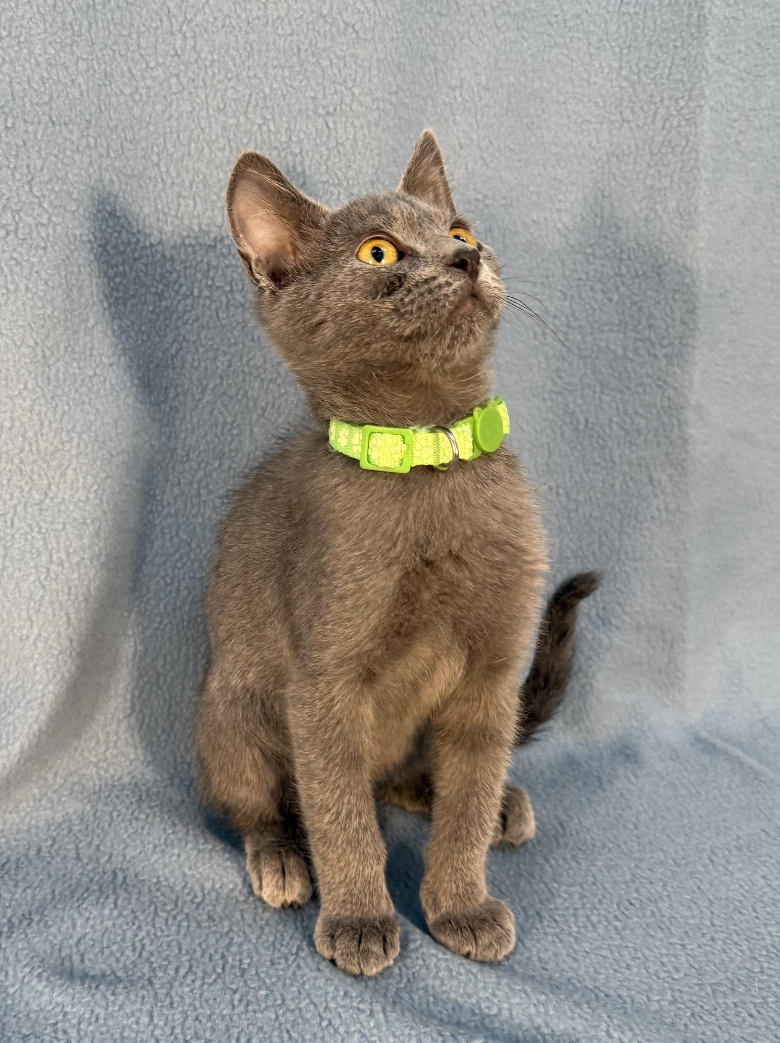 Enlarge Sherlock, a ADOPTABLE Domestic Medium Hair in Minneapolis, MN image 2/3