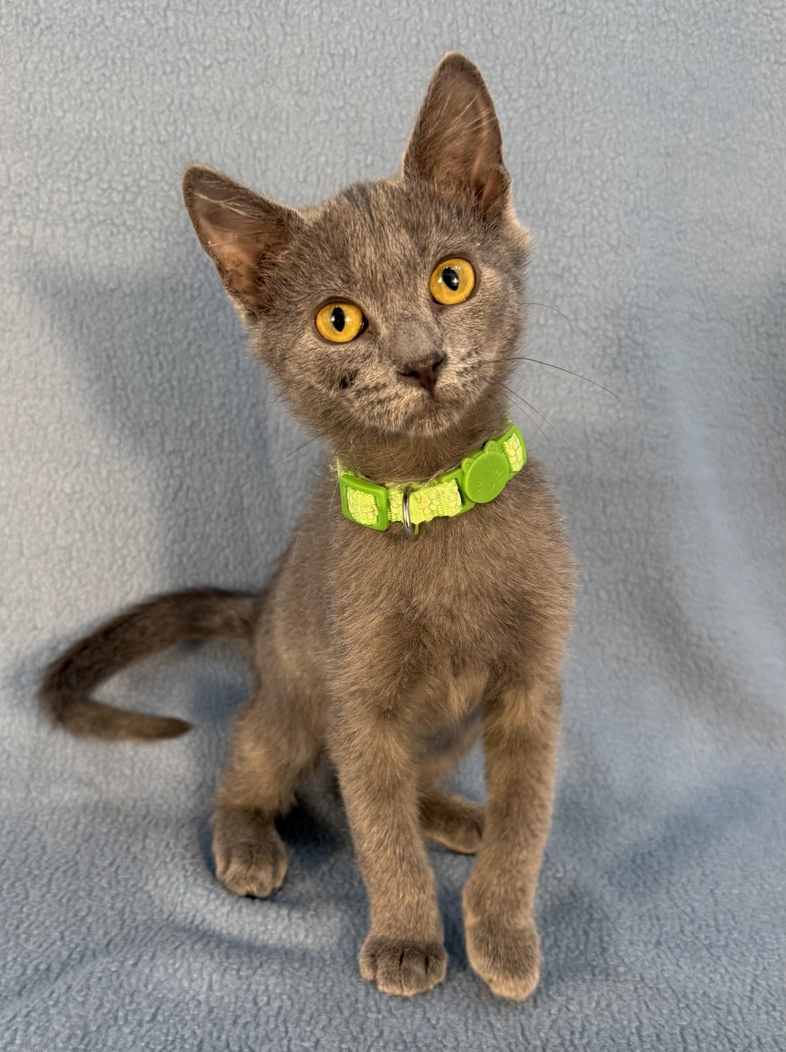 Enlarge Sherlock, a ADOPTABLE Domestic Medium Hair in Minneapolis, MN image 1/3