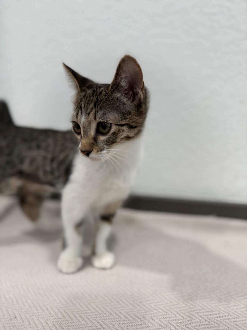 Punky, ADOPTABLE, Kitten Female Domestic Short Hair.
