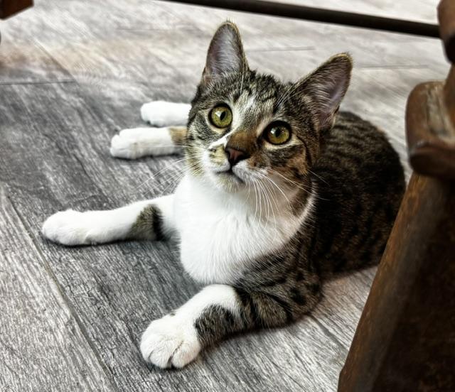 Punky, a ADOPTABLE Domestic Short Hair in Las Vegas, NV image 3/4